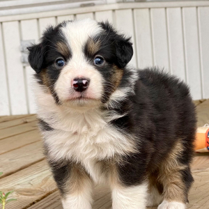 Australian Shepherd Puppy Dijon