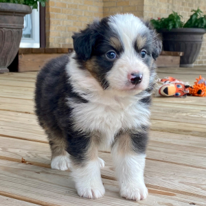 Australian Shepherd Puppy Dijon