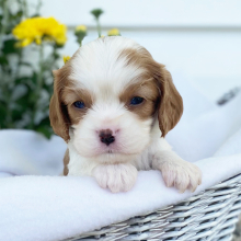 Cavalier King Charles Spaniel Puppy Callie