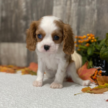 Cavalier King Charles Spaniel Puppy Callie