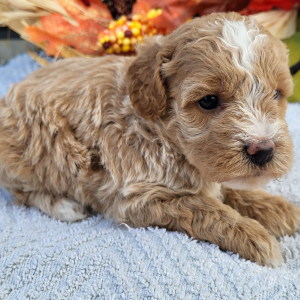 Goldendoodle Puppy Kelly