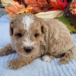 Goldendoodle Puppy Kelly
