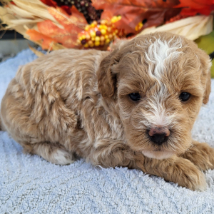 Goldendoodle Puppy Kelly