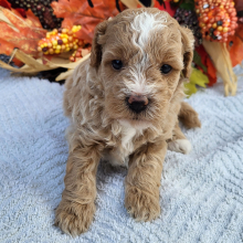 Goldendoodle Puppy Kelly