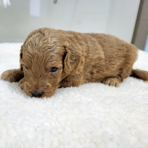 Goldendoodle Puppy Presley