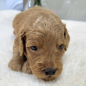Goldendoodle Puppy Presley