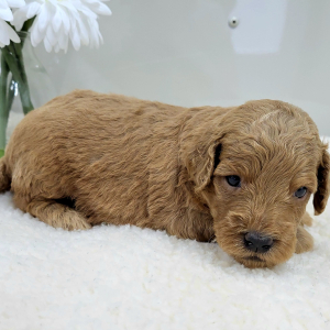 Goldendoodle Puppy Presley