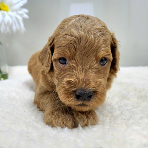 Goldendoodle Puppy Presley