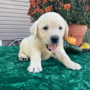 Labrador Retriever Puppy Sean