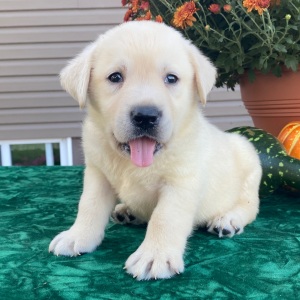 Labrador Retriever Puppy Sean
