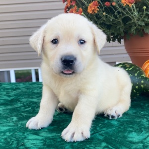 Labrador Retriever Puppy Sean