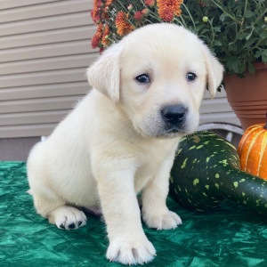 Labrador Retriever Puppy Sean