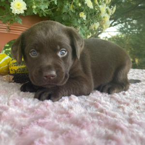 Labrador Retriever Puppy Theo