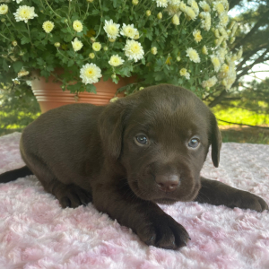 Labrador Retriever Puppy Theo