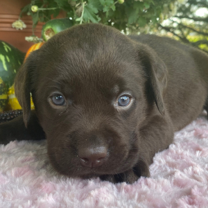 Labrador Retriever Puppy Theo