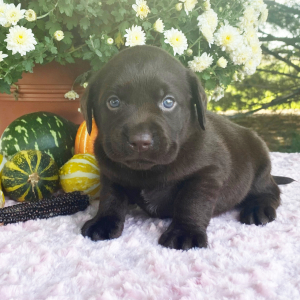 Labrador Retriever Puppy Theo