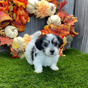 Coton de Tulear Puppy Blair