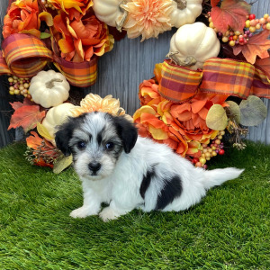 Coton de Tulear Puppy Blair