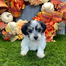 Coton de Tulear Puppy Blair