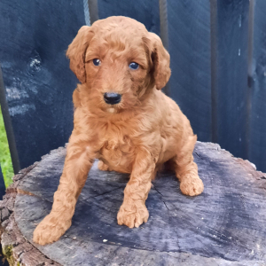 Poodle Puppy Cheryl