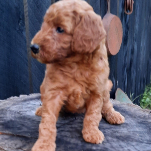 Poodle Puppy Cheryl