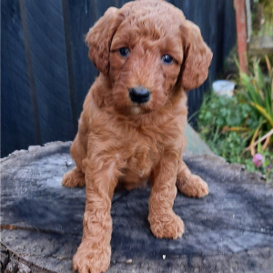 Poodle Puppy Cheryl