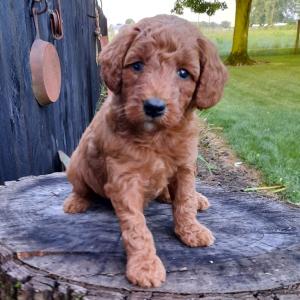 Poodle Puppy Cheryl