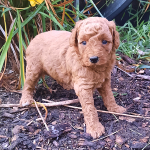 Poodle Puppy Laura