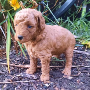 Poodle Puppy Laura