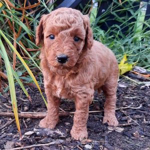 Poodle Puppy Laura