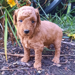 Poodle Puppy Laura