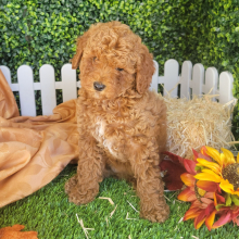 Poodle Puppy Laura