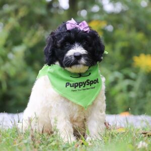 Portuguese Water Dog Puppy Dixie
