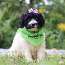 Portuguese Water Dog Puppy Dixie