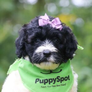 Portuguese Water Dog Puppy Dixie