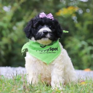 Portuguese Water Dog Puppy Dixie