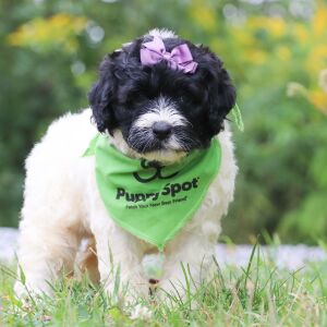 Portuguese Water Dog Puppy Dixie
