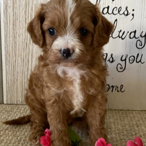 Cavapoo Puppy Ariel