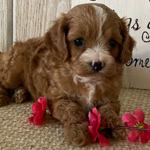 Cavapoo Puppy Ariel