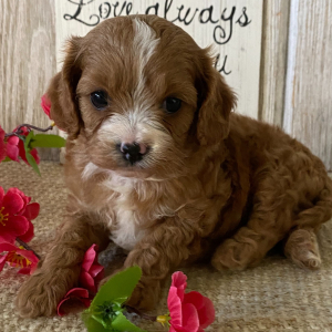 Cavapoo Puppy Ariel