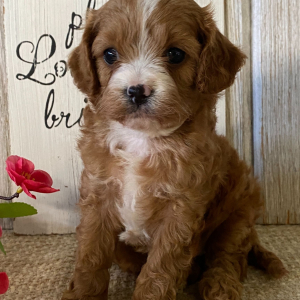 Cavapoo Puppy Ariel