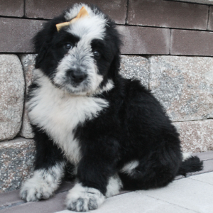 Portuguese Water Dog Puppy Shelly