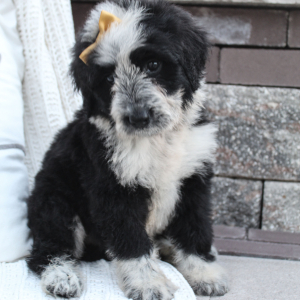 Portuguese Water Dog Puppy Shelly