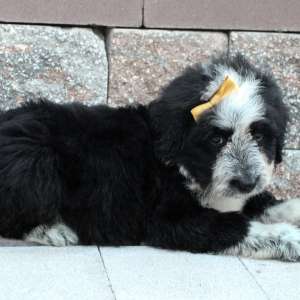 Portuguese Water Dog Puppy Shelly