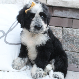 Portuguese Water Dog Puppy Shelly