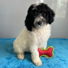 Poodle Puppy Storm