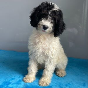 Poodle Puppy Storm