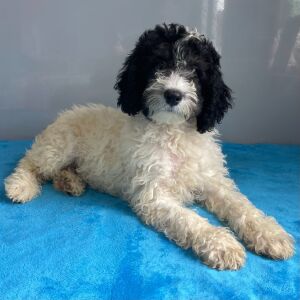 Poodle Puppy Storm