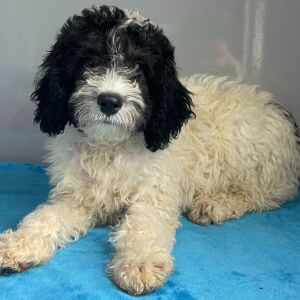 Poodle Puppy Storm