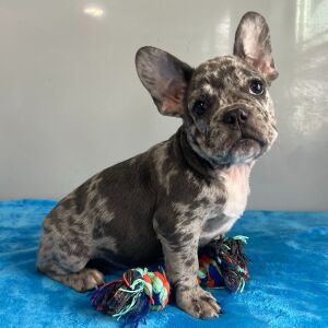 French Bulldog Puppy Parker